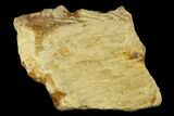 Cretaceous Tree Fern Bark (Tempskya) - Idaho #117117-2